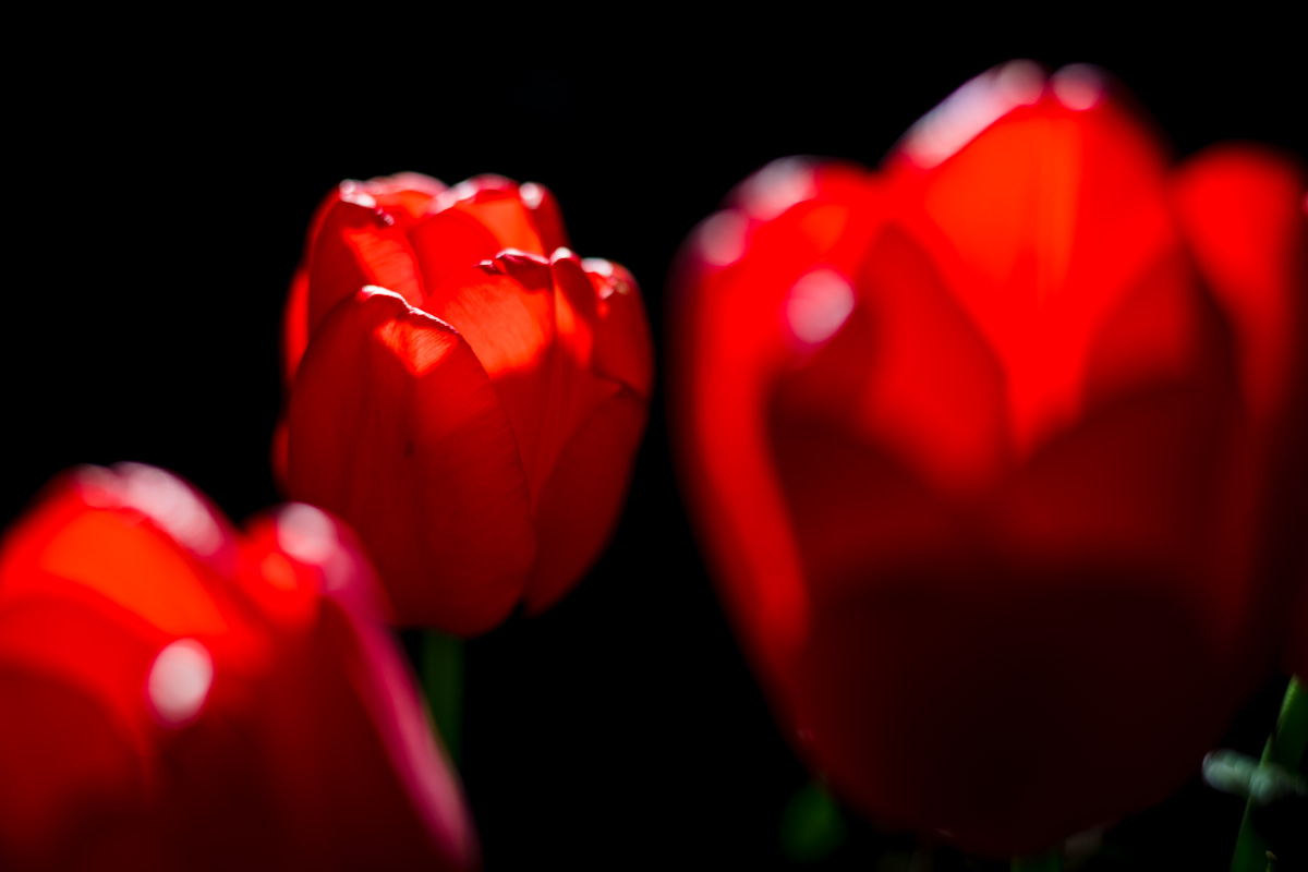 Profoto A1 und TTL im Gegenlicht